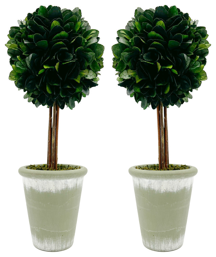 Pair of preserved boxwood topiaries on white background (shows the product pair).