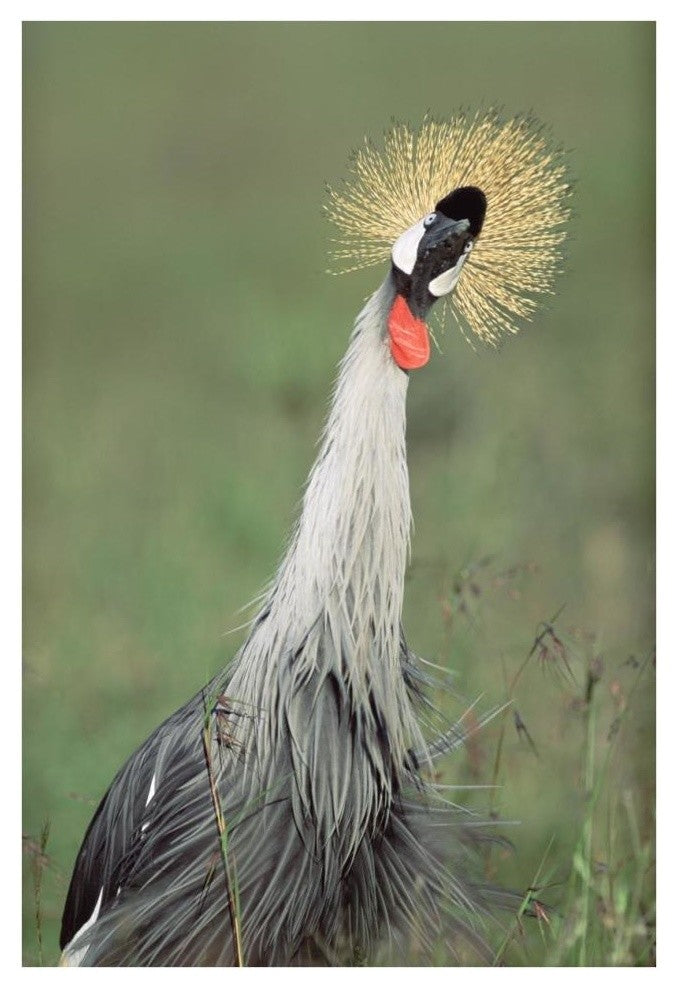 "Grey Crowned Crane, Kenya" Digital Paper Print by Tim Fitzharris, 26"x38"