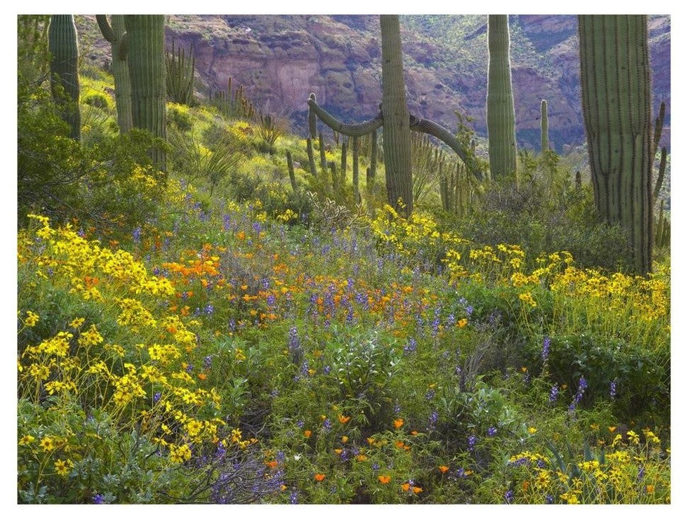 "Saguaro amid flowering Lupine, Organ Pipe Cactus Monument" Paper Art, 26"x20"