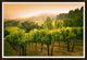 Warm Harvest Glow, Giclee Reproduction Artwork