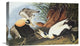 "Eider Duck" Stretched Canvas Giclee by John James Audubon, 22"x14"