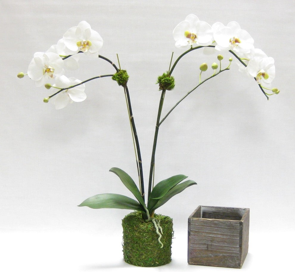 Artificial Phalaenopsis Double Orchid Drop In