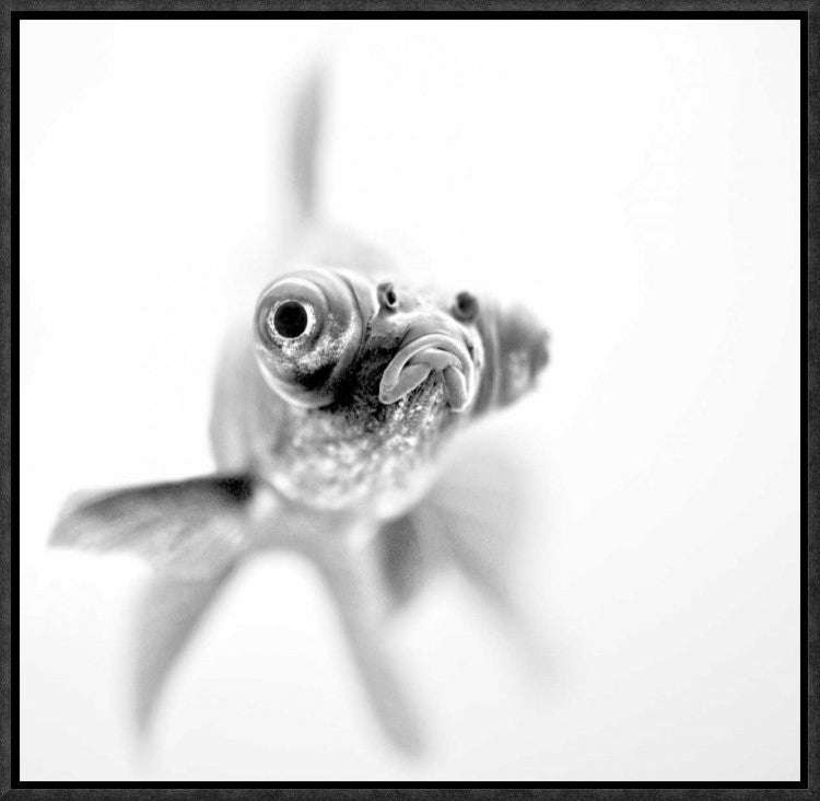 "IM Ready For My Close Up" Framed Canvas Giclee by Paul, 17x16"