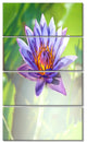 Huge Purple Lotus on Green Background, Flower Canvas Print, 28"x48", 4 Panels