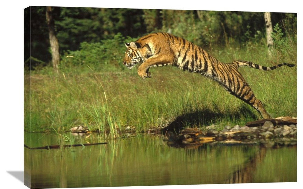 "Siberian Tiger Leaping Across River, Asia" Artwork, 36" x 24"