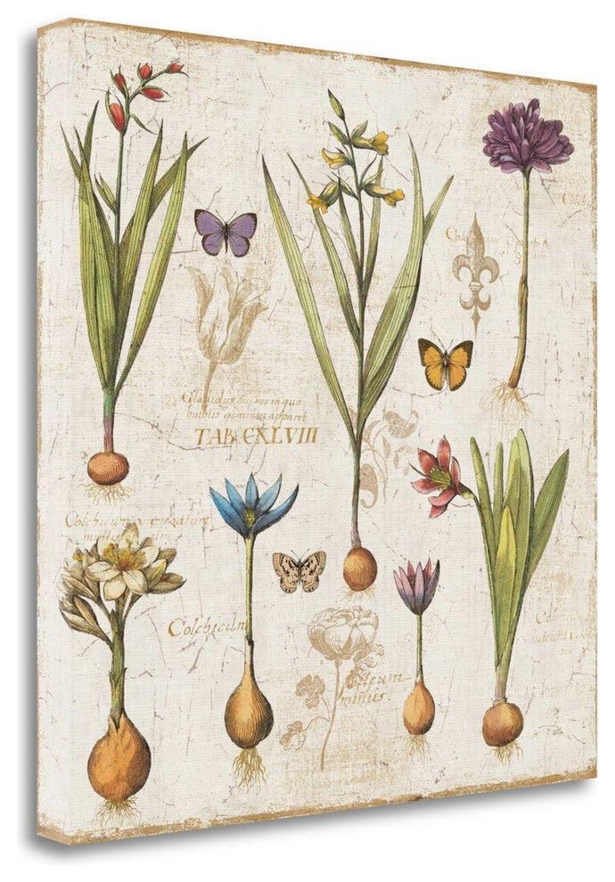 "Histoire Naturelle V" By Pela Err, Giclee Print on Gallery Wrap Canvas