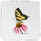 Tiger Swallowtail Coaster - 3 Sets of 4 (12 Total)