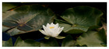 'Zen Lily' Canvas Art by Kurt Shaffer