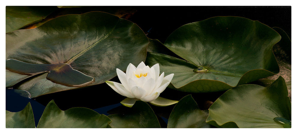 'Zen Lily' Canvas Art by Kurt Shaffer