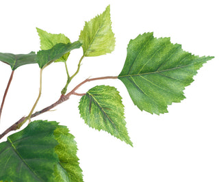 Close-up of leaves on white background (alternate_white_close).
