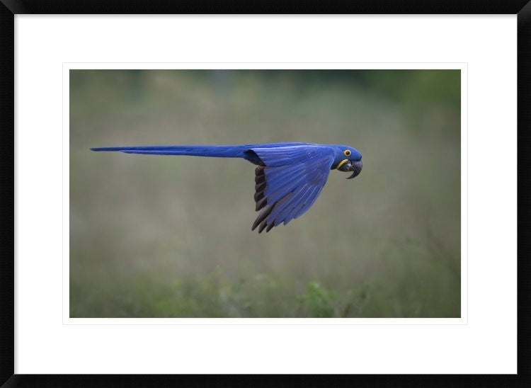 "Suspended" Framed Digital Print by Greg Barsh, 30x22"
