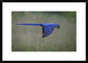 "Suspended" Framed Digital Print by Greg Barsh, 30x22"