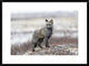 "Cross Fox" Framed Digital Print by Alessandro Catta, 32x24"
