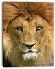 "Lion With Calm Face" Animal Art Canvas Print, 12"x20"