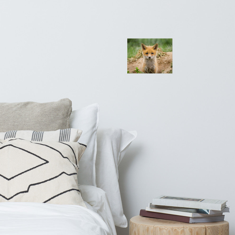 Coming Out (Baby Fox Pup) Wildlife Photography Unframed Wall Art Print, 8" X 10"