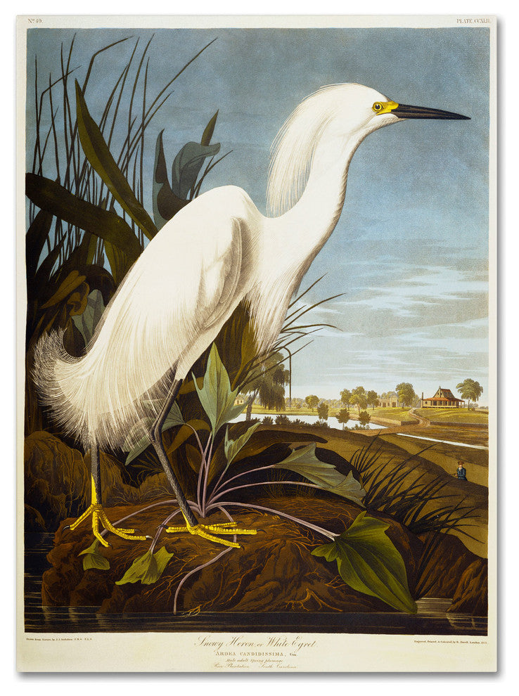 'Snowy Heron' Canvas Art by John James Audubon