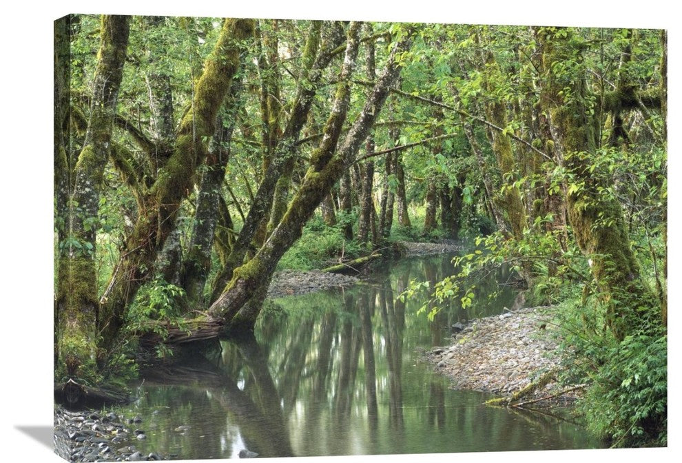 "Red Alder Trees With Moss, Hoh Rainforest, Olympic Np, Washington" Artwork