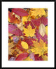 "Sourwood and cherry leaves, North America"  by Tim Fitzharris, 26x32"