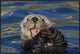 "Sea Otter yawning, Monterey Bay, California"  by Suzi Eszterhas, 37x25"