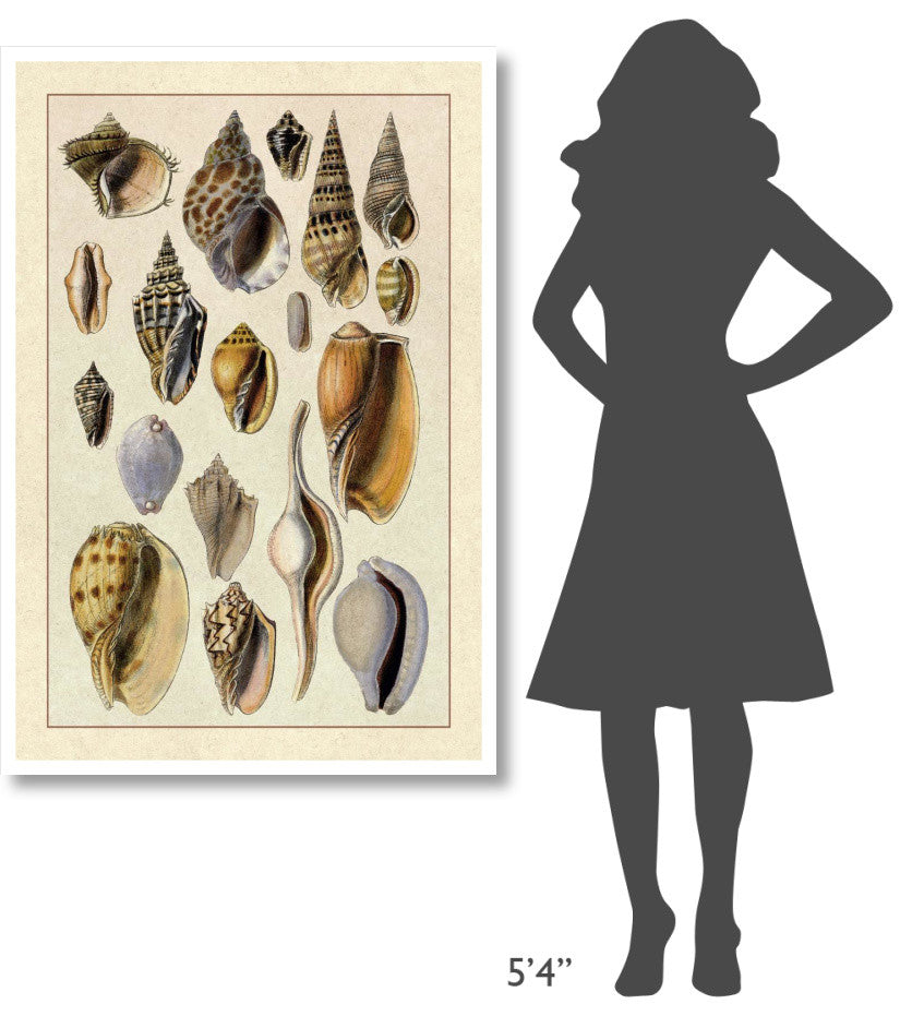 "Shells: Trachelipoda #6" Digital Paper Print by G.B. Sowerby, 34"x50"