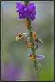 "Red-eyed Tree Frog climbing on flower, Costa Rica"  by Tim Fitzharris, 21x31"