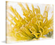 "Chrysanthemum" Painting Print on Canvas by Aryai
