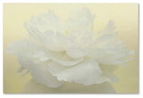 Cora Niele 'Pure White Peony' Canvas Art