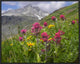 "Paintbrush flowers, Yankee Boy Basin, Colorado"  by Tim Fitzharris, 25x21"