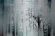 "Wild Trees" UV Ink Print on Brushed  Aluminum, 45"x30"
