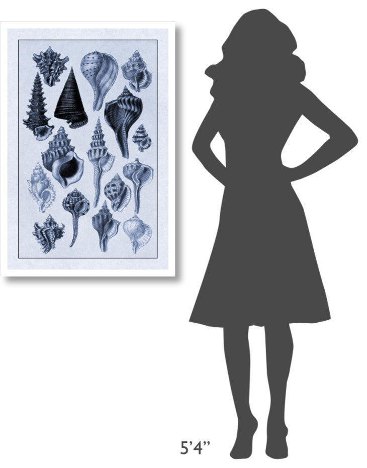 "Shells: Trachelipoda #4 (Blue)" Digital Paper Print by G.B. Sowerby, 26"x38"