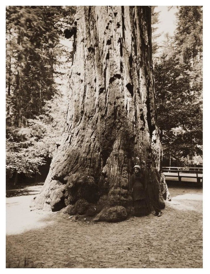 "Big Tree Felton (Redwood), Santa Cruz, California, 1880s" Paper Art, 19"x24"