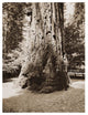 "Big Tree Felton (Redwood), Santa Cruz, California, 1880s" Paper Art, 19"x24"