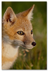 "Fox" by Robert Harding Picture Library, Canvas Art, 16"x24"