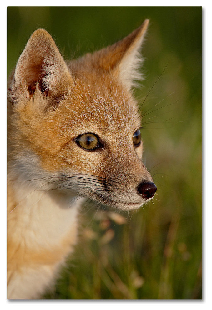 "Fox" by Robert Harding Picture Library, Canvas Art, 16"x24"