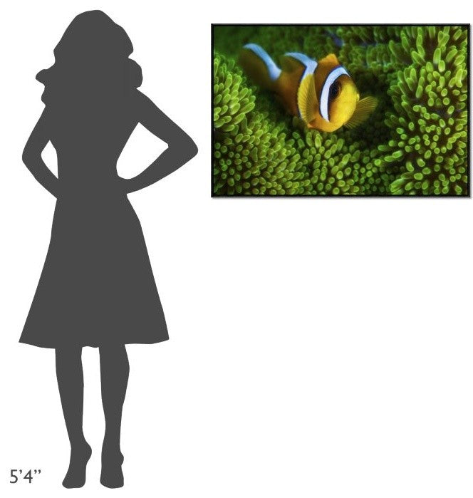 "Yellow Clownfish On Green Anemon"  by Barathieu Gabriel, 37x25"