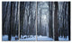 Thick Woods in Winter Forest, Modern Forest Canvas Art, 48"x28", 4 Panels