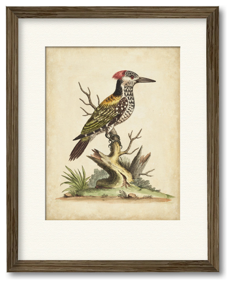 "Edwards Woodpecker" Gallery Collection Framed Art, 16"x20"