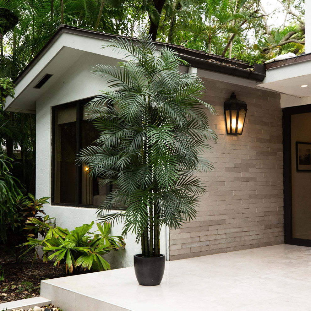 Lifestyle scene showing the plant in an outdoor/real environment.