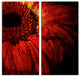Gerber Daisy Canvas Wall Art, 2-Piece Set