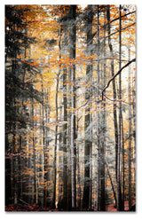 'Autumn Tones' Canvas Art by Philippe Sainte-Laudy