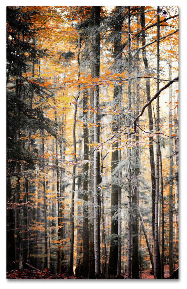 'Autumn Tones' Canvas Art by Philippe Sainte-Laudy