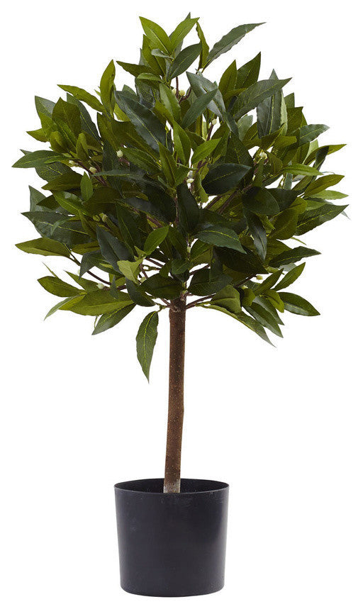 2' Sweet Bay Mini Ball Topiary