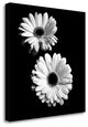 "Gerbera Portrait I" By Jeff Maihara, Giclee Print on Gallery Wrap Canvas