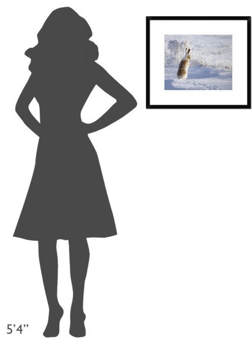 "White-Tailed Jackrabbit" Framed Digital Print by Shlomo Waldmann, 22x19"