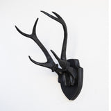 Deer Antler Mount, White Antlers And Plaque, Black