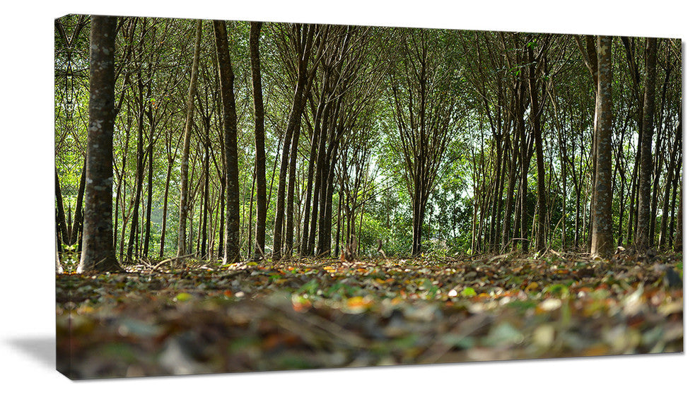 "Dense Rubber Tree Plantation" Landscape Art Print Canvas, 32"x16"