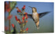 "Rufous Hummingbird Feeding On A Desert Figwort New Mexico" Artwork