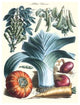 Vegetables; Peas, Pods, Onions, Leeks, and a Gourd- Canvas Poster 20" x 30"
