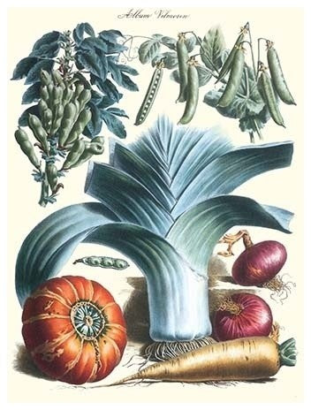 Vegetables; Peas, Pods, Onions, Leeks, and a Gourd- Canvas Poster 20" x 30"