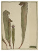 "Pitcher Plant" Digital Paper Print by Hannah Borger Overbeck, 38"x50"